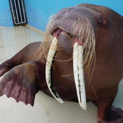 otaruaquarium's profile picture