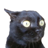Фото профиля Catsonspeed