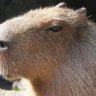 Profilbild von カピバラ子