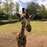 Yoram Hai profil fotoğrafı