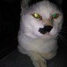 ガチャレモン profil fotoğrafı