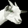 Smug_Goat 😎🐐 的头像