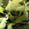 にゃんだ's profile picture