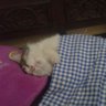 Chubbycat😼's profile picture