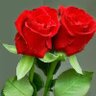 Фото профиля ضباب النماص🌹