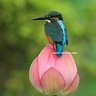 小十郎 profil fotoğrafı