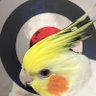 Profilbild von ヌイカイ
