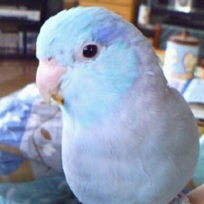 やすこ's profile picture