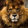 Profilbild von Steves J. Bryan
