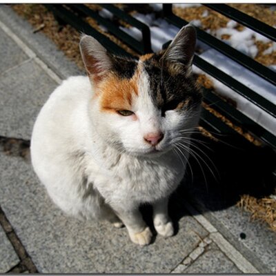 Lemonaid's profile picture
