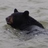 Growl Bear profil fotoğrafı