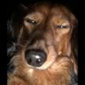 myknight's profile picture