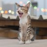 binnenfuchs profil fotoğrafı