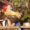 El Gallo profil fotoฤrafฤฑ