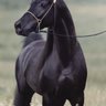 Profilbild von Mohammednafea