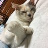 Фото профиля コナシ〜ズ