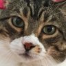 Cat Mom profil fotoğrafı