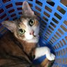 三毛猫葉月 profil fotoğrafı