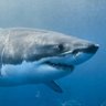 Фото профиля SharksAreCute