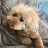シロクマ's profile picture