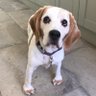 AVFC Beagles ⚽️🐶 profil fotoğrafı