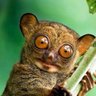 Profilbild von Sebepsiz Twetler