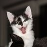 Mary Pohjonen profil fotoğrafı