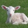 Фото профиля The Real Lamb