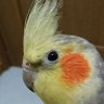 いおしその 的头像