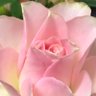 咲桜JAPAN🇯🇵 profil fotoğrafı