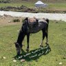Фото профиля ابو وضحى