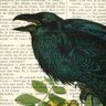 Maria Sederholm @Wordofbeak profil fotoğrafı