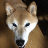 ルーイ 的头像