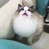 Mr. Cat's profile picture