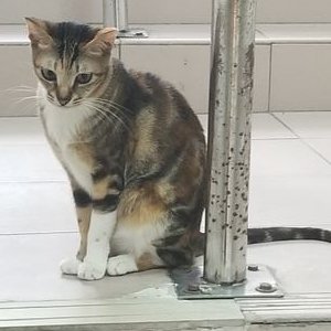 CatBus2D's profile picture