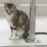 貓巴士(S級魔獸貝希摩斯幼體)\⁠╱ profil fotoğrafı