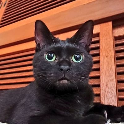 chamagonkomen's profile picture
