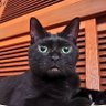 Profilbild von チャマコ