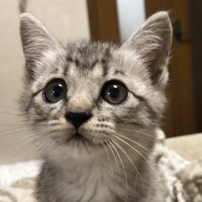tarutaru0704's profile picture