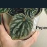 chaistea profil fotoğrafı