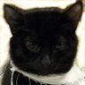 Плебеєзнавець's profile picture