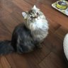 💕Forest cat 🌲🎄 的头像