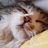 Profilbild von tomi