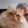 remus.fw 🇵🇱 🇺🇦's profile picture