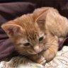 めめ@(/・ω・)/にゃー!'s profile picture
