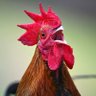 Goatshead Soup profil fotoğrafı
