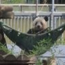 かおり🐼シャン🐼リー(香織) profil fotoğrafı
