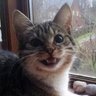 Profilbild von gwerwouf