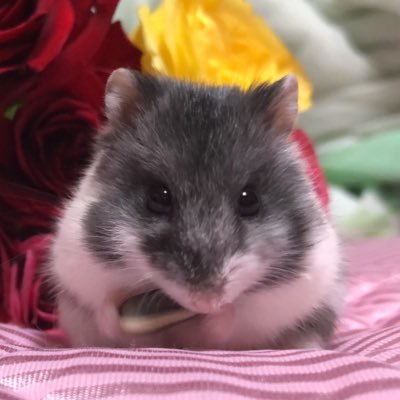 hana___hamu__'s profile picture
