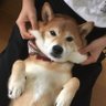 魚しゃん profil fotoğrafı